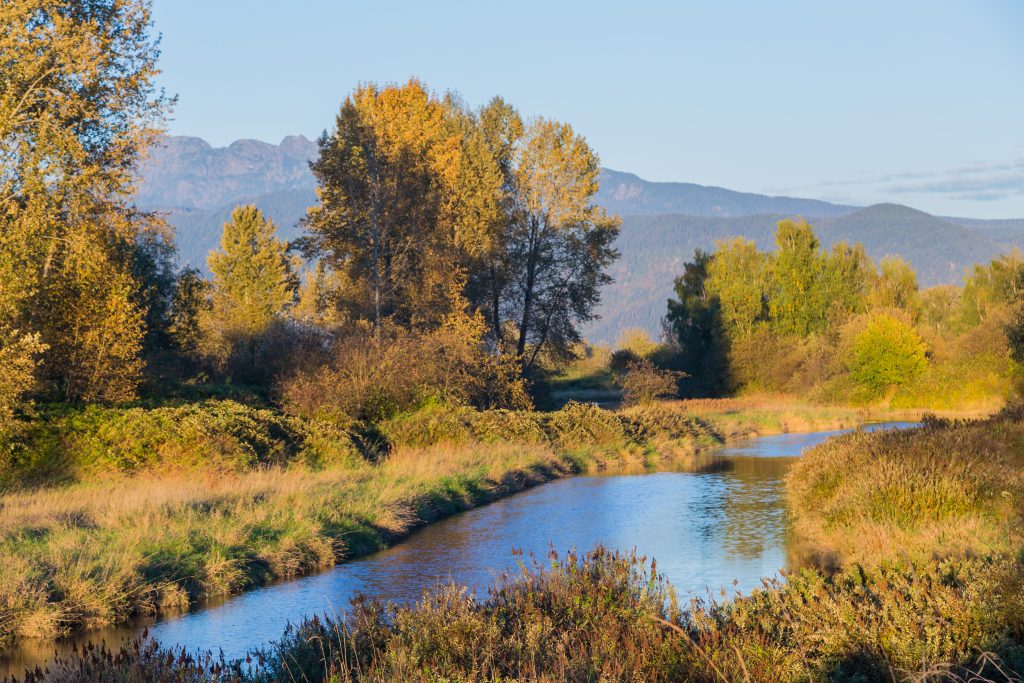 Deboville Slough (Port Coquitlam, BC)